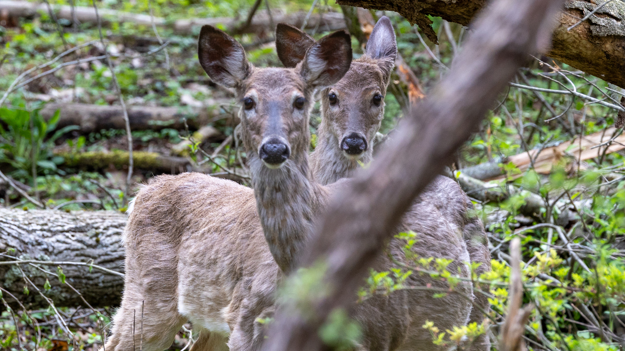 Deer oh deer