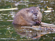 Muskrat