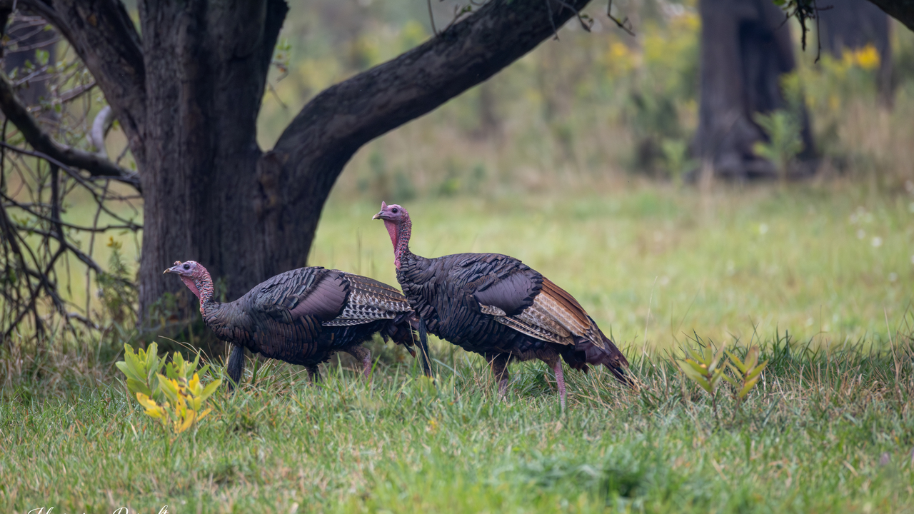 Nearly Thanksgiving