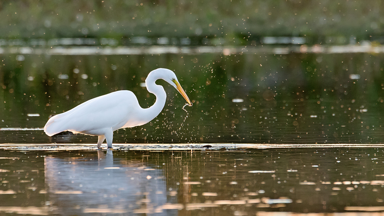 Great Egret