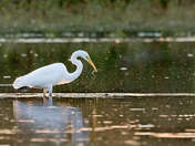 Great Egret