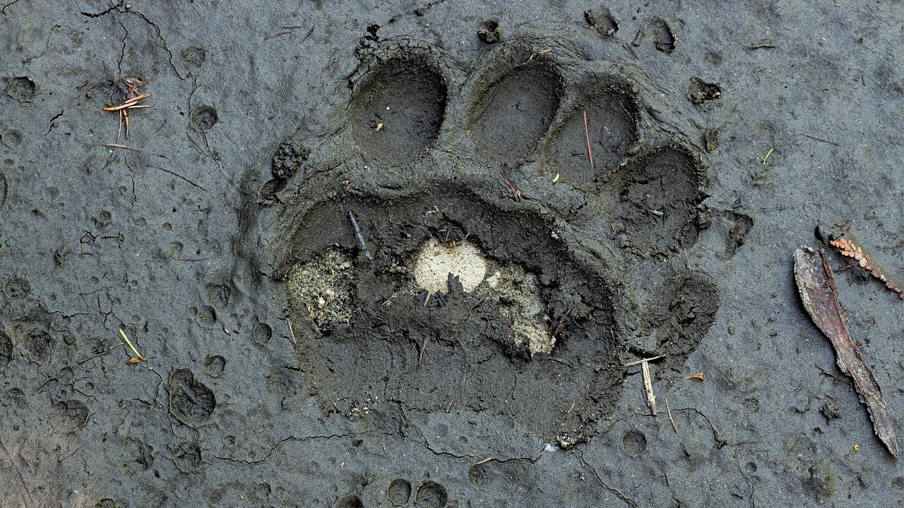 Black Bear Paw