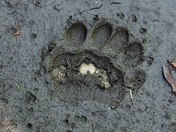 Black Bear Paw