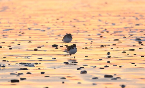 Grays Harbor National Wildlife Refuge