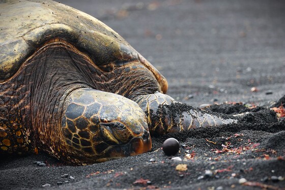 Hawaiʻi Volcanoes National Park
