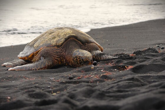 Hawaiʻi Volcanoes National Park