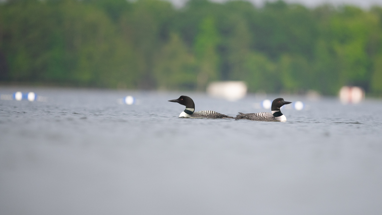 Common Loon 