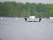 Common Loon 