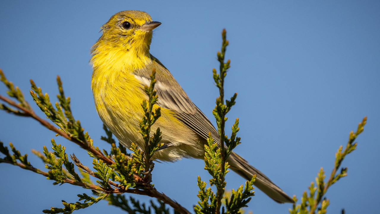 Pine Warbler