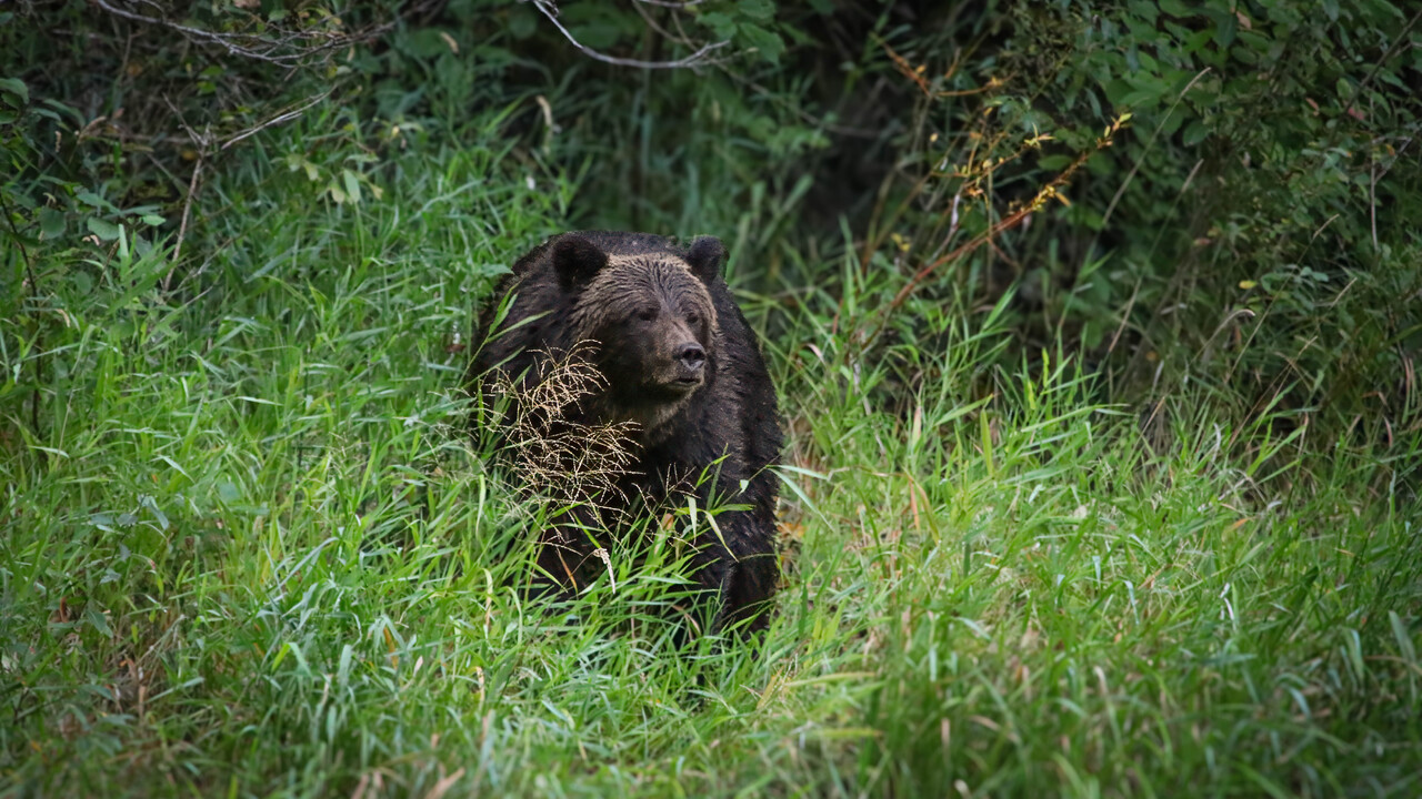 Grizzly (female)