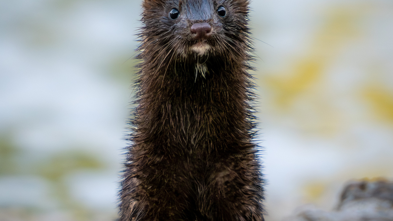American Mink