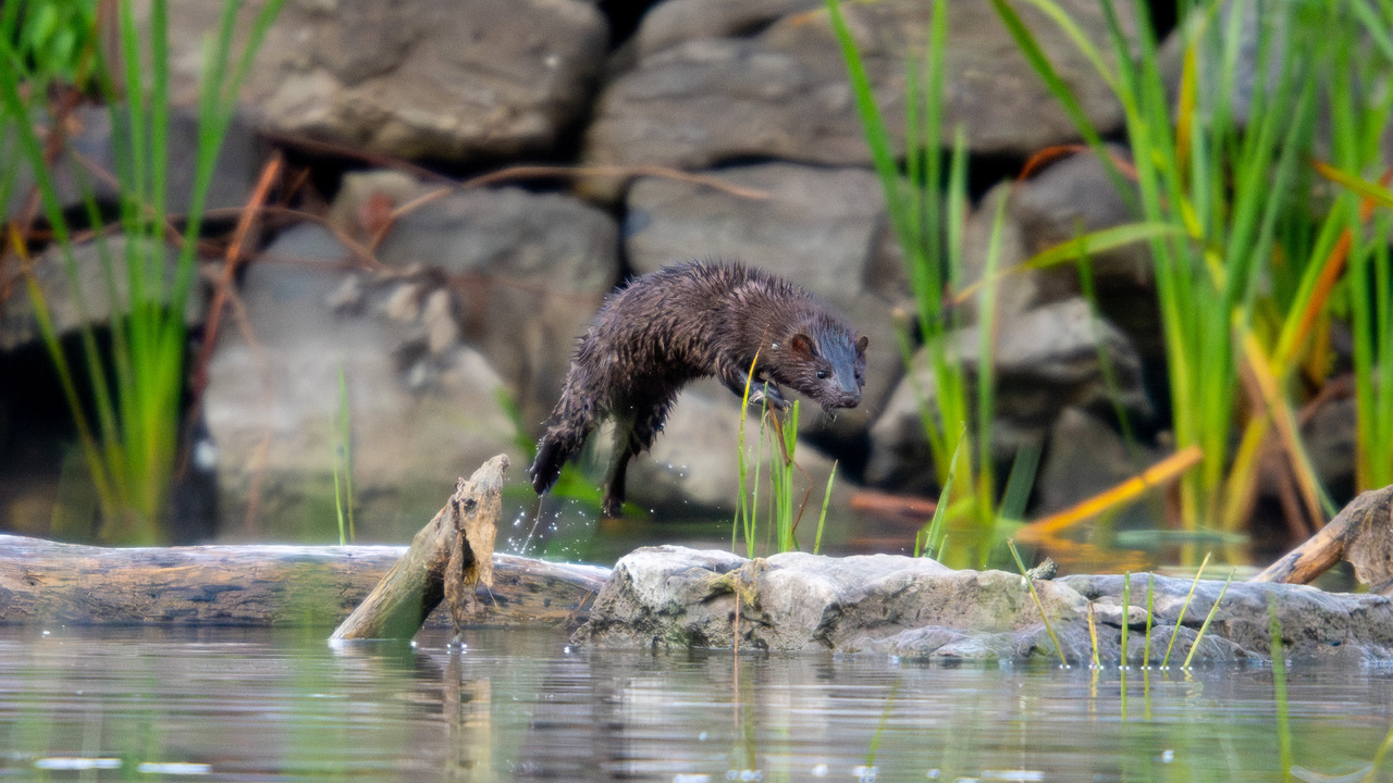 American Mink
