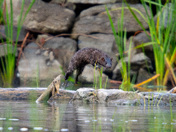 American Mink