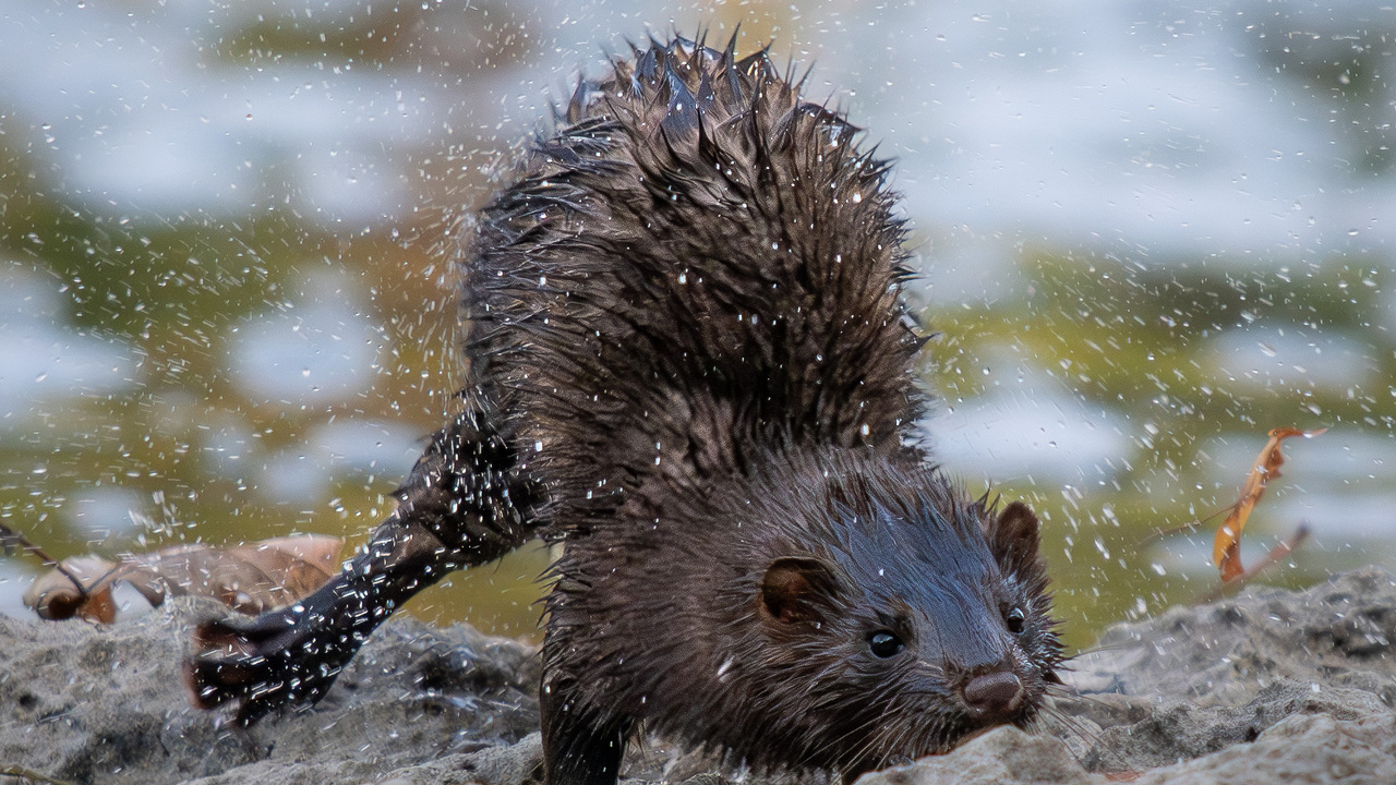 American Mink