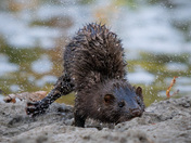 American Mink