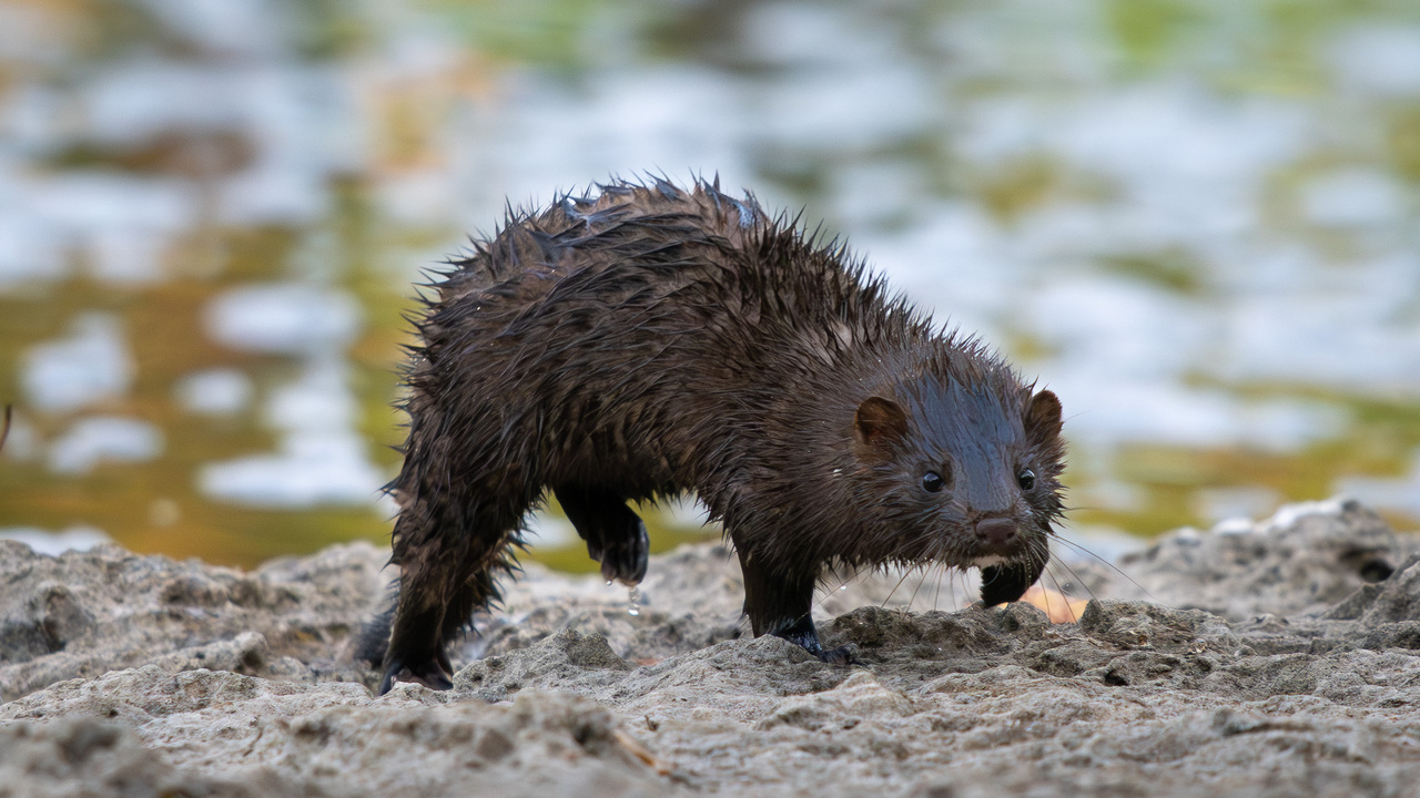 American Mink