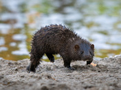 American Mink