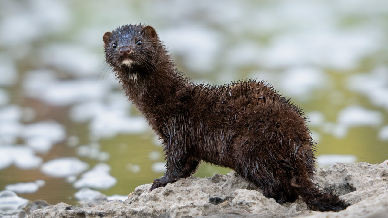 American Mink