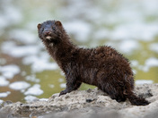 American Mink