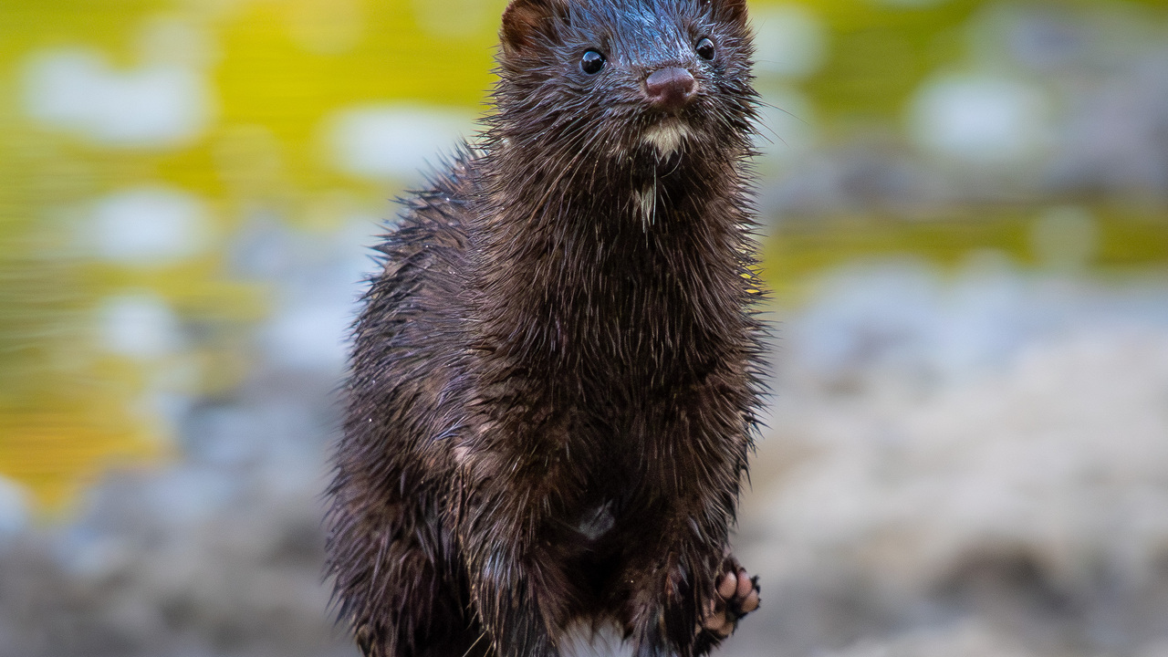 American Mink