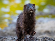 American Mink