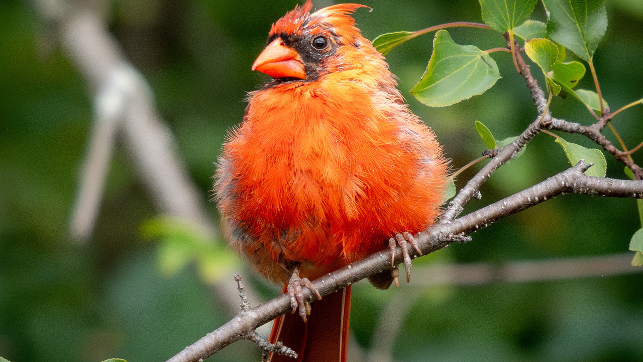 Northern Cardinal