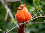 Northern Cardinal