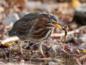 Green Heron Supper