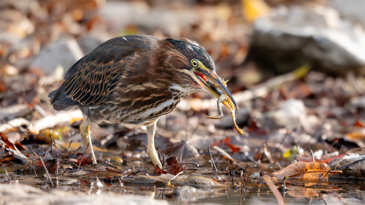 Green Heron Supper