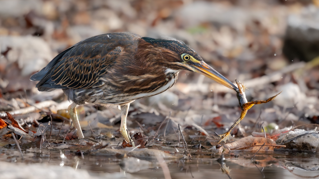 Green Heron Supper