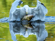 "Sushi for Breakfast" Ring-Billed Gull