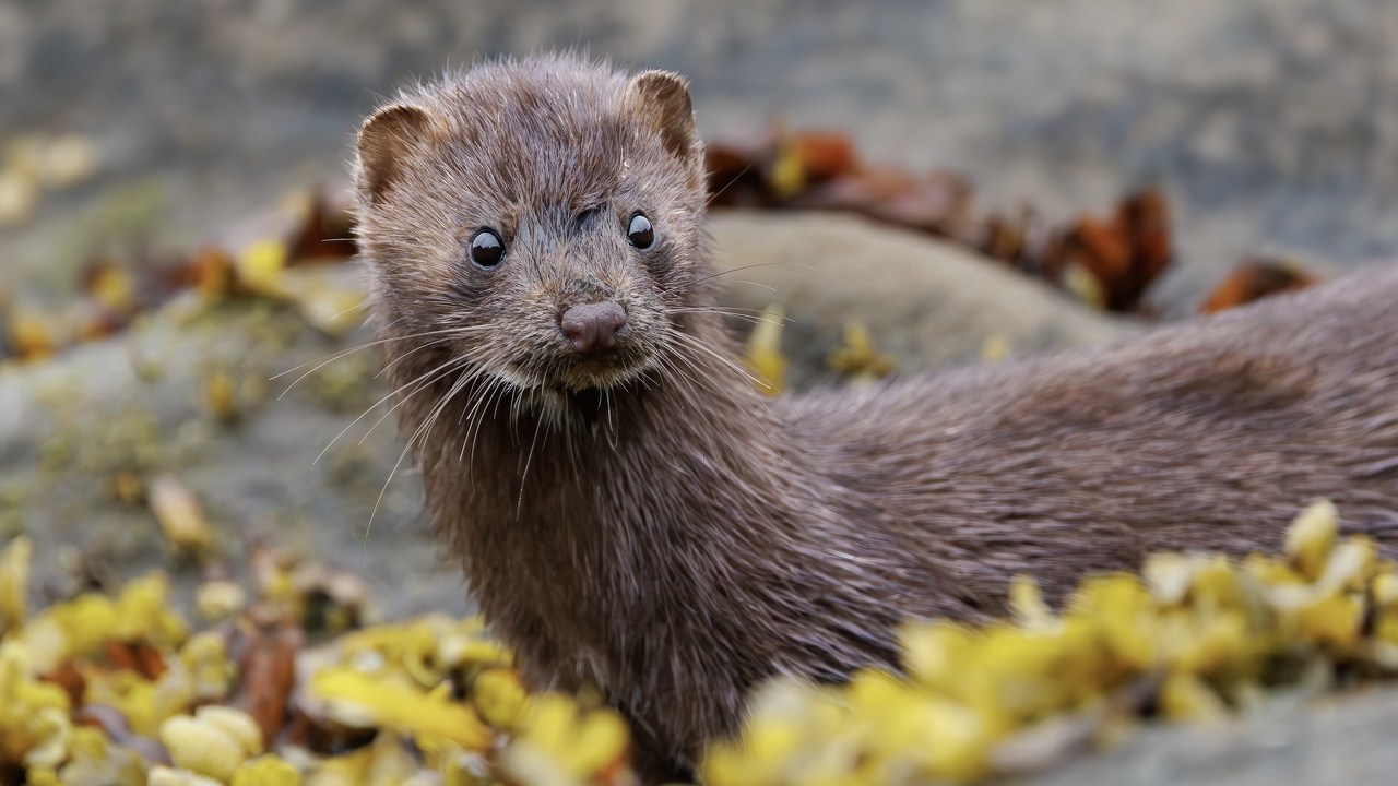 Mink 
