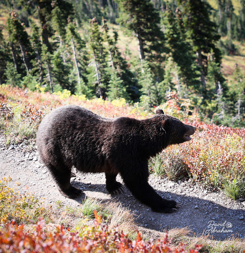 Glacier National Park
