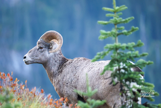 Glacier National Park