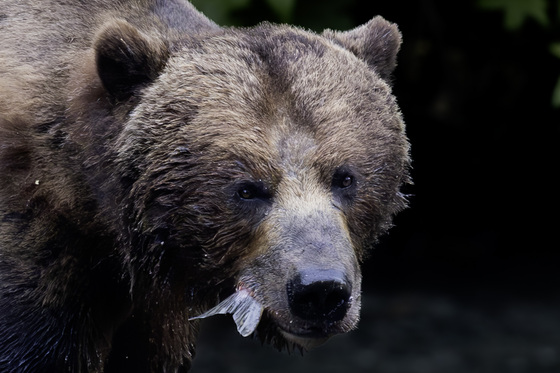 Tongass National Forest