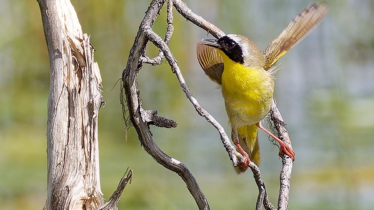 Happy yellowthroat warbler
