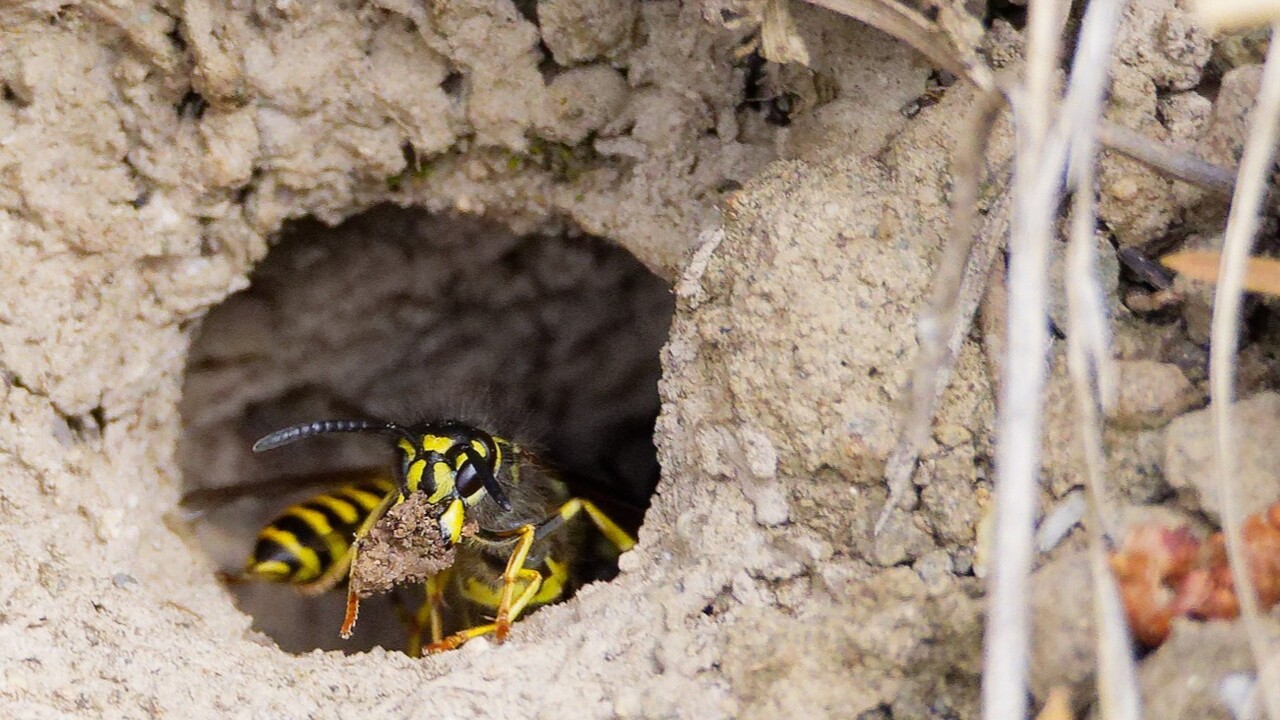 Andrenidae Mining bee