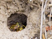 Andrenidae Mining bee