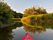 When Goldenrod shines.