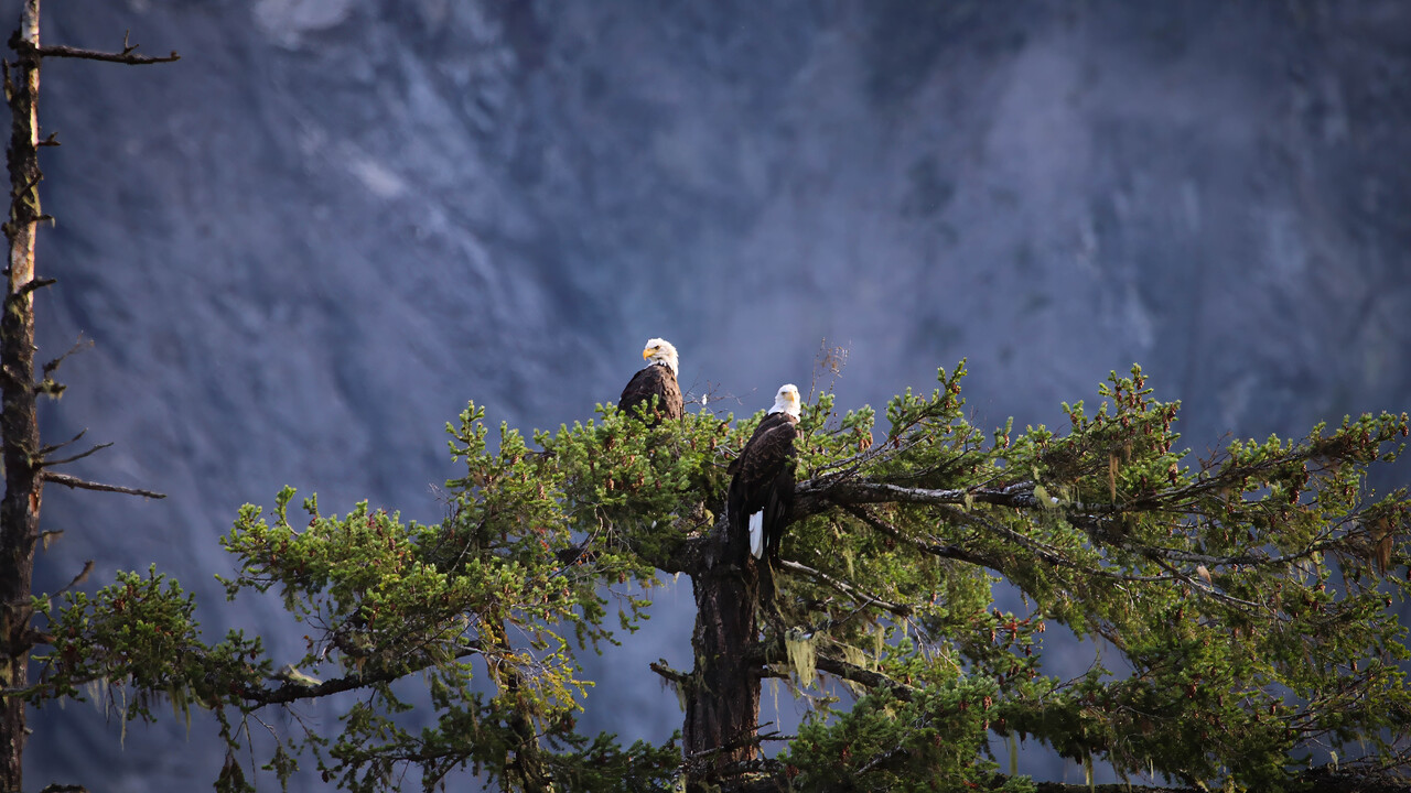 Bald Eagles