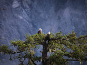 Bald Eagles
