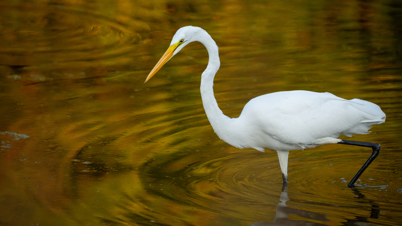 Great Egret