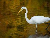 Great Egret