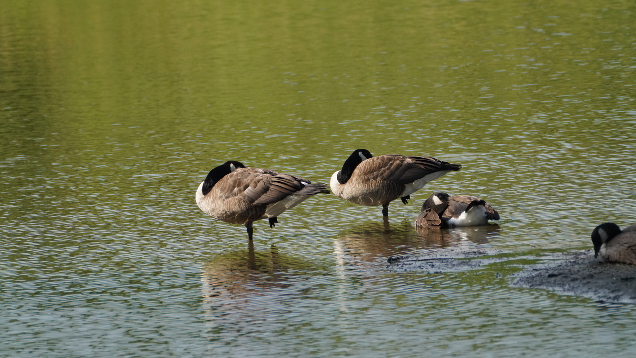 Do not disturb - dreaming geese