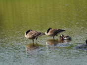Do not disturb - dreaming geese