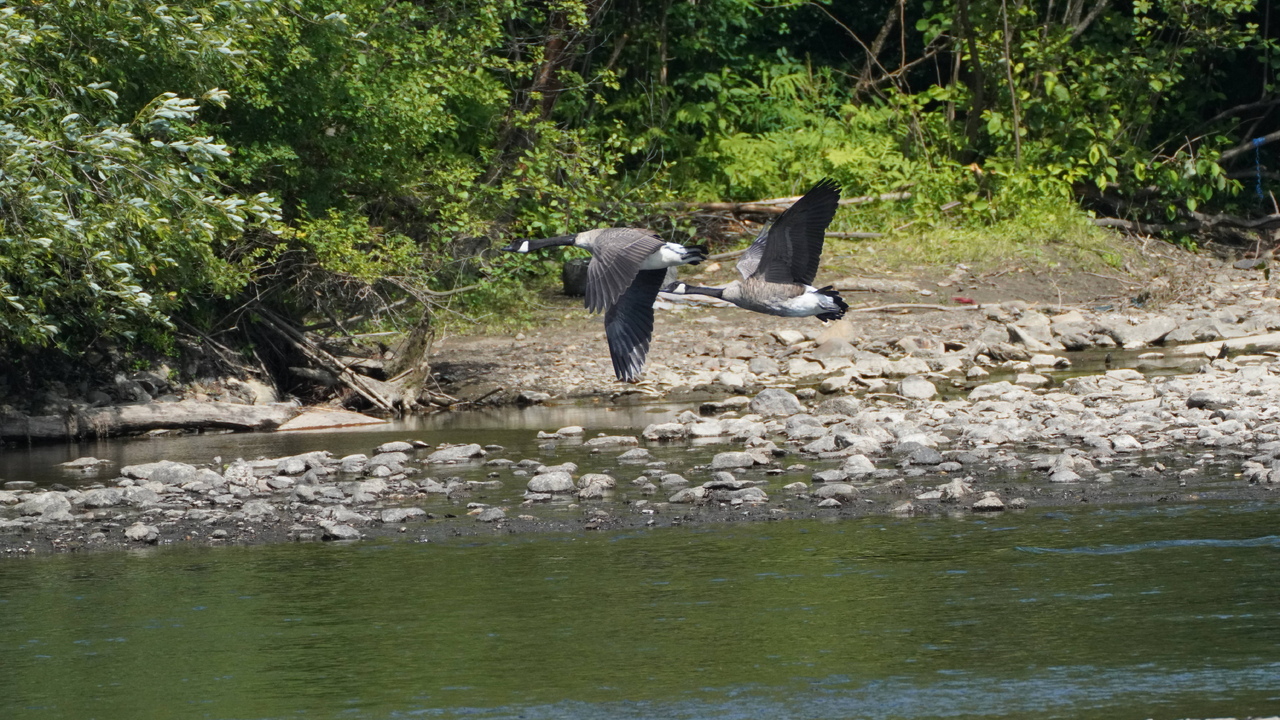 Geese in flight