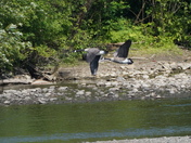 Geese in flight