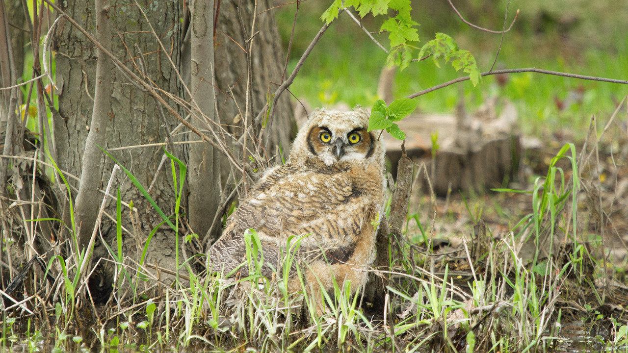 Great Horned Owlet