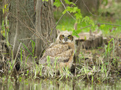 Great Horned Owlet