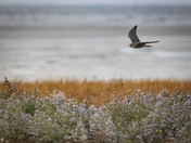 Peregine Falcon strafing run